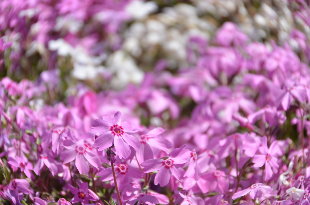 芝桜
