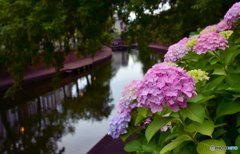 夕暮れの運河に咲く紫陽花