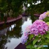 夕暮れの運河に咲く紫陽花
