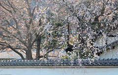 お寺の枝垂れ桜