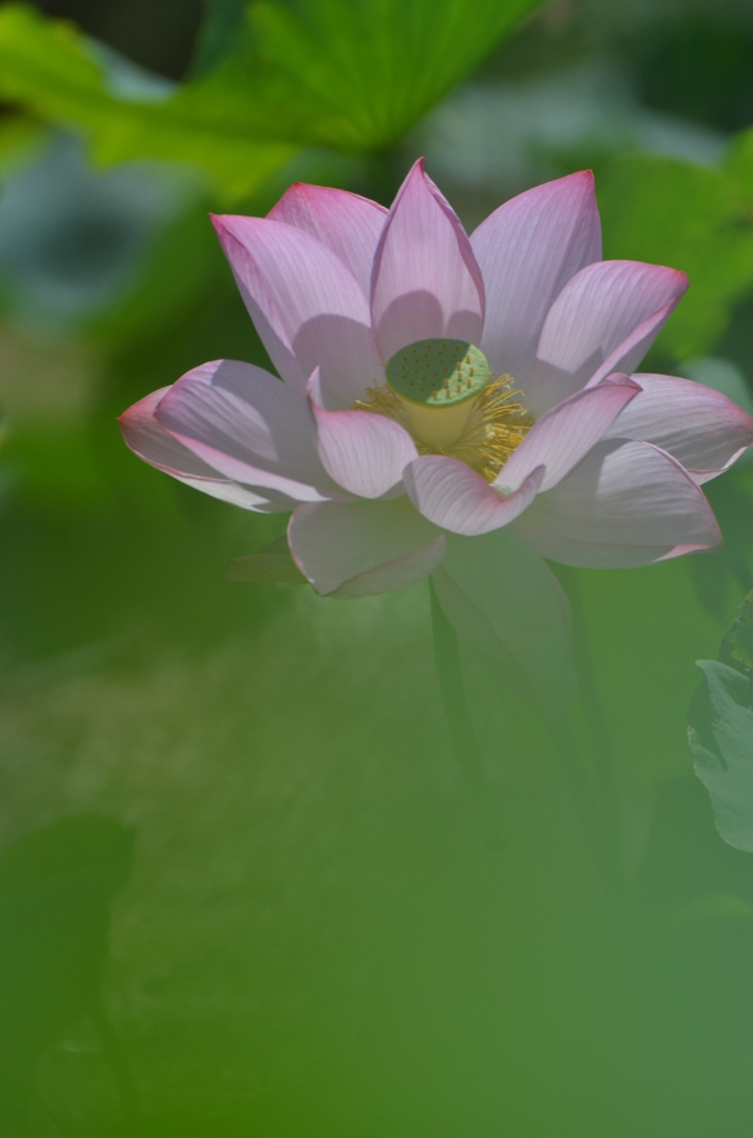 朝日を浴びて・・