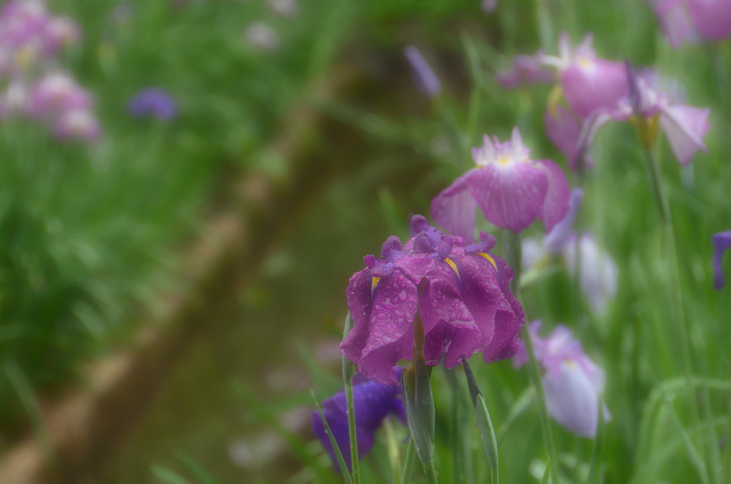 014 (2)　雨の花菖蒲園