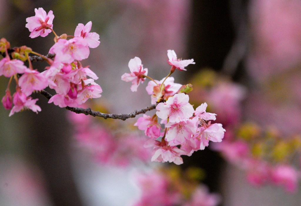 早春の桜