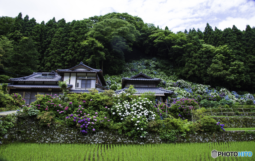 紫陽花中木庭