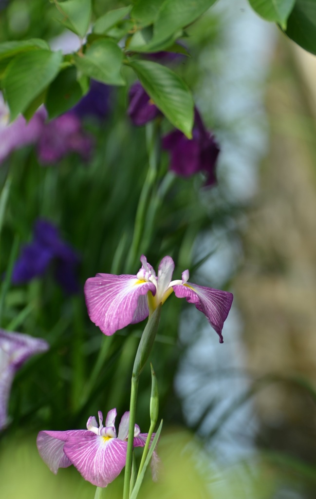 水辺の花菖蒲