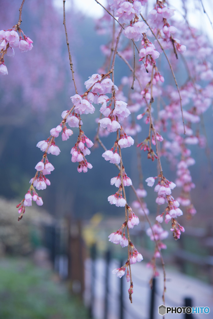 枝垂れ桜