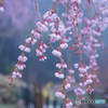 枝垂れ桜