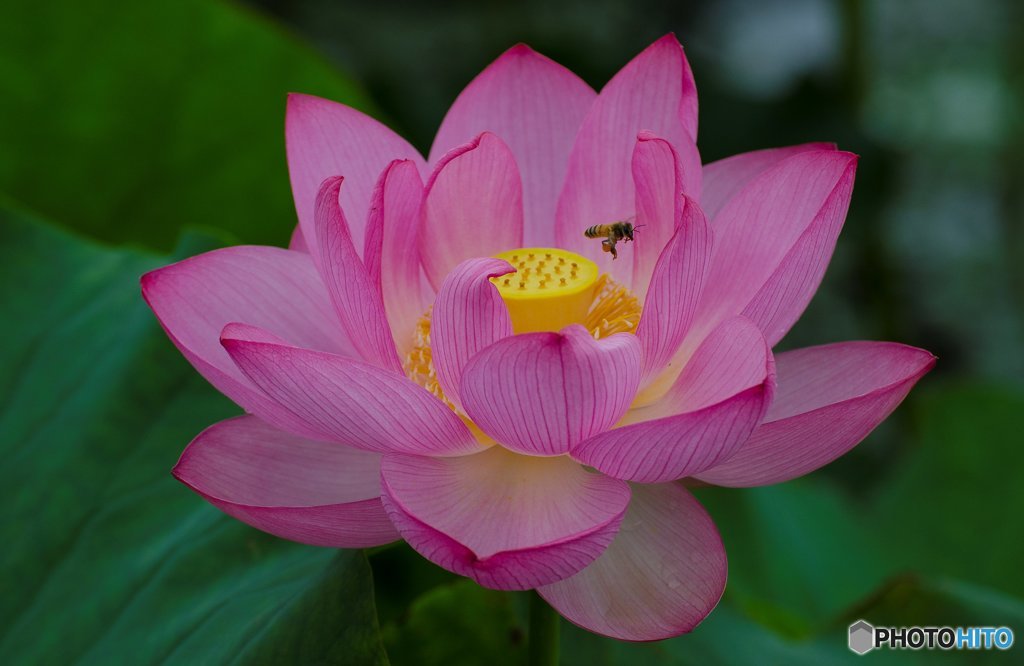 蜂と蓮花