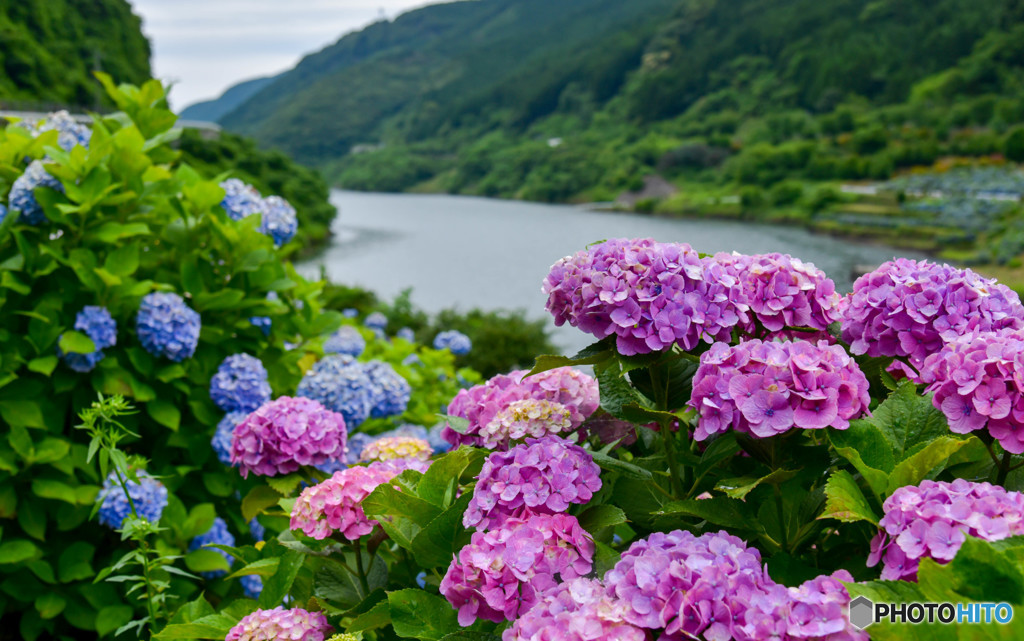 ダム湖に咲く花