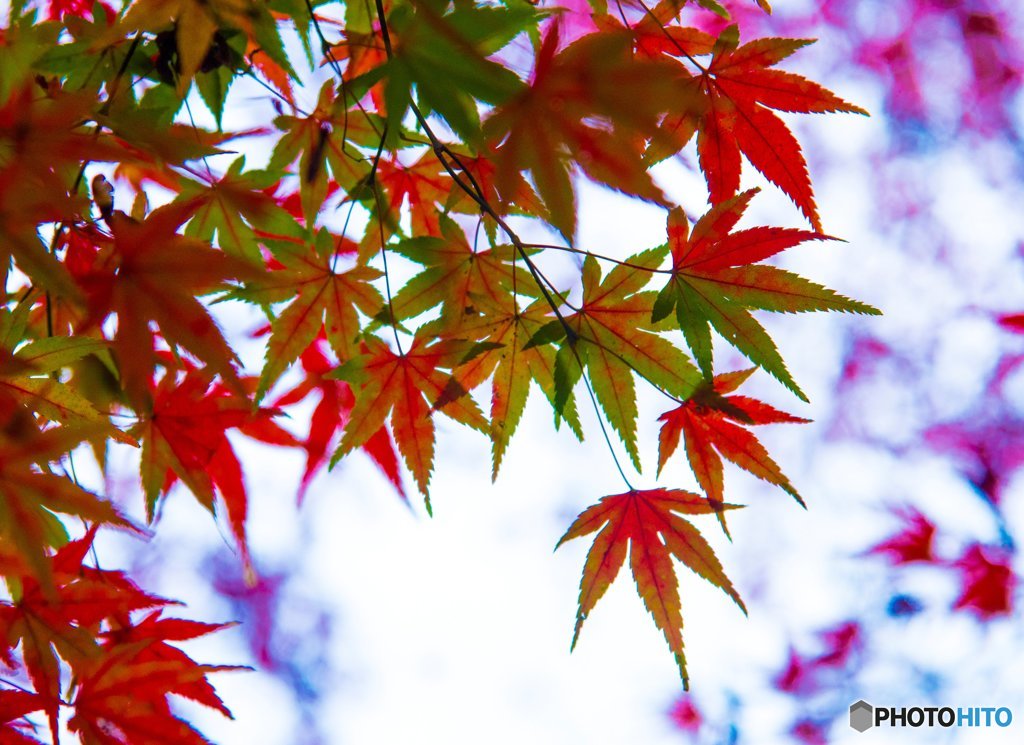 いろは紅葉