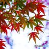 いろは紅葉