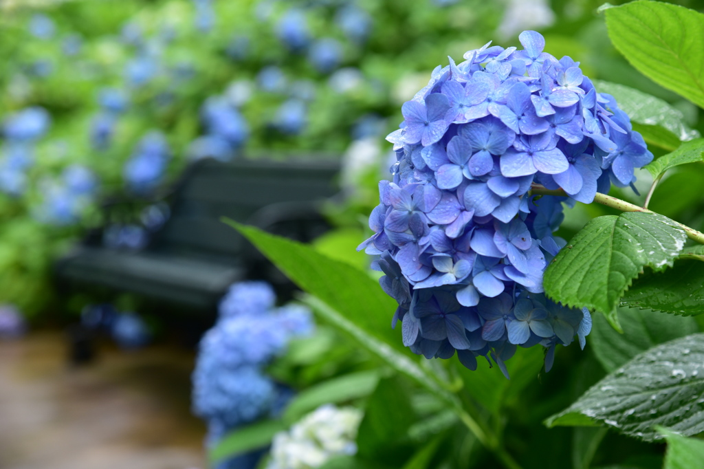 紫陽花のベンチ