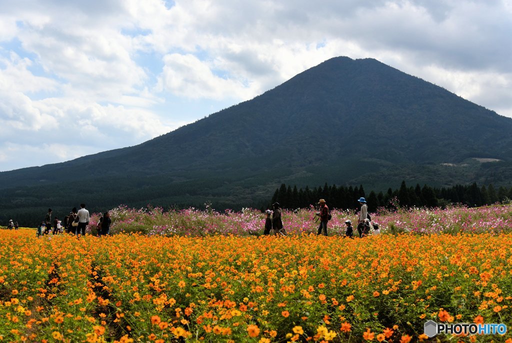 生駒高原コスモス花園