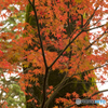紅葉色
