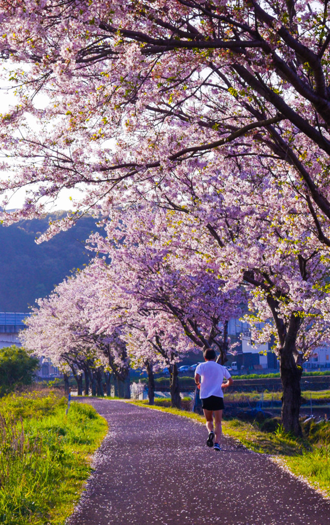 桜並木爽快