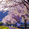 桜並木爽快