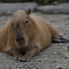 カピバラさんもぐったり・・