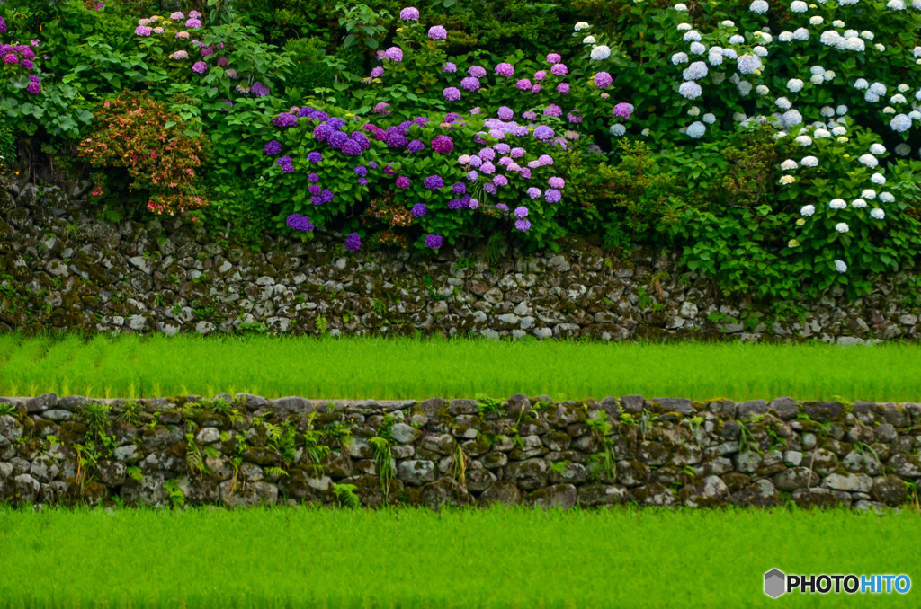 棚田と紫陽花