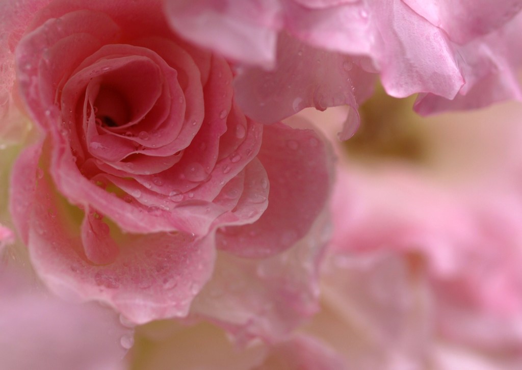 薔薇色に染めて