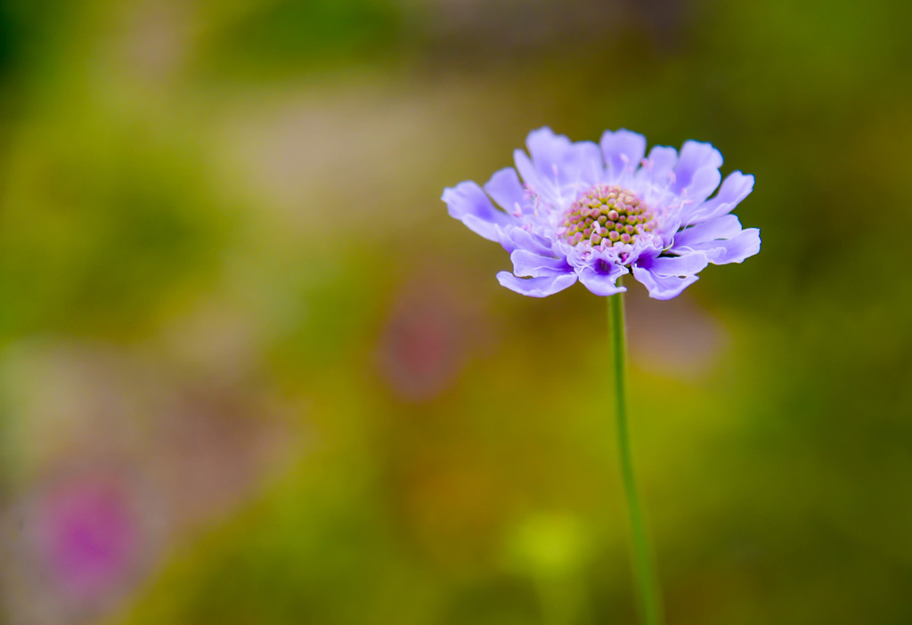 マツムシ草