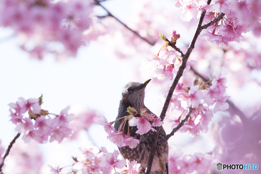 河津桜に来てみたら・・メジロじゃなかった('◇')ゞ