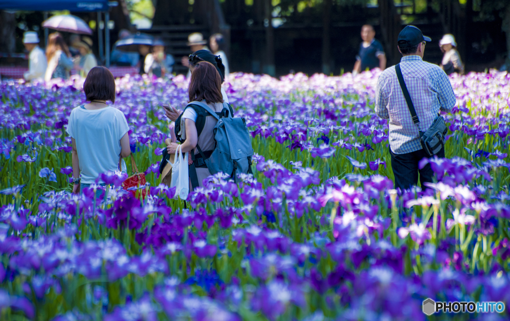 昼下がりの花菖蒲園