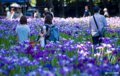 昼下がりの花菖蒲園