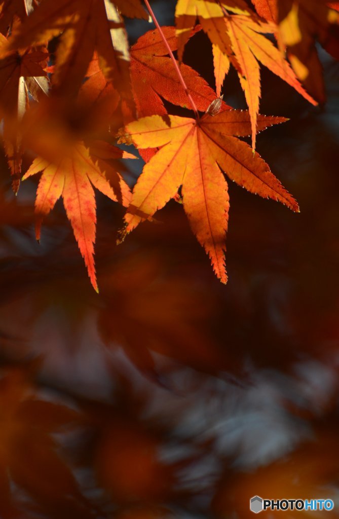 晩秋の彩