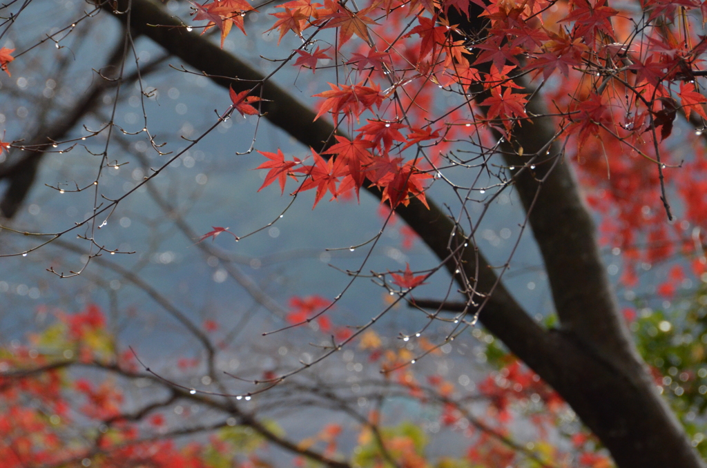 雨上がりの紅葉