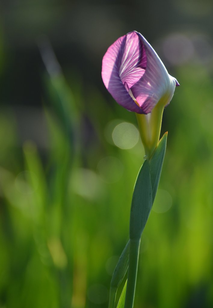 花開く時