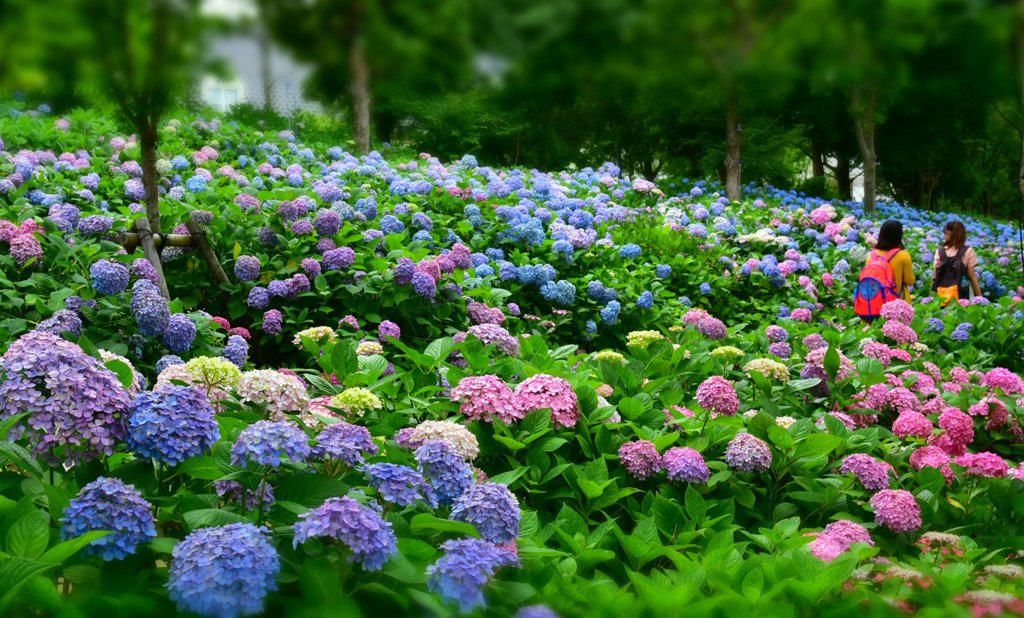 魅惑の紫陽花の園