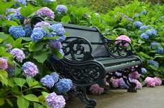 紫陽花のベンチ②