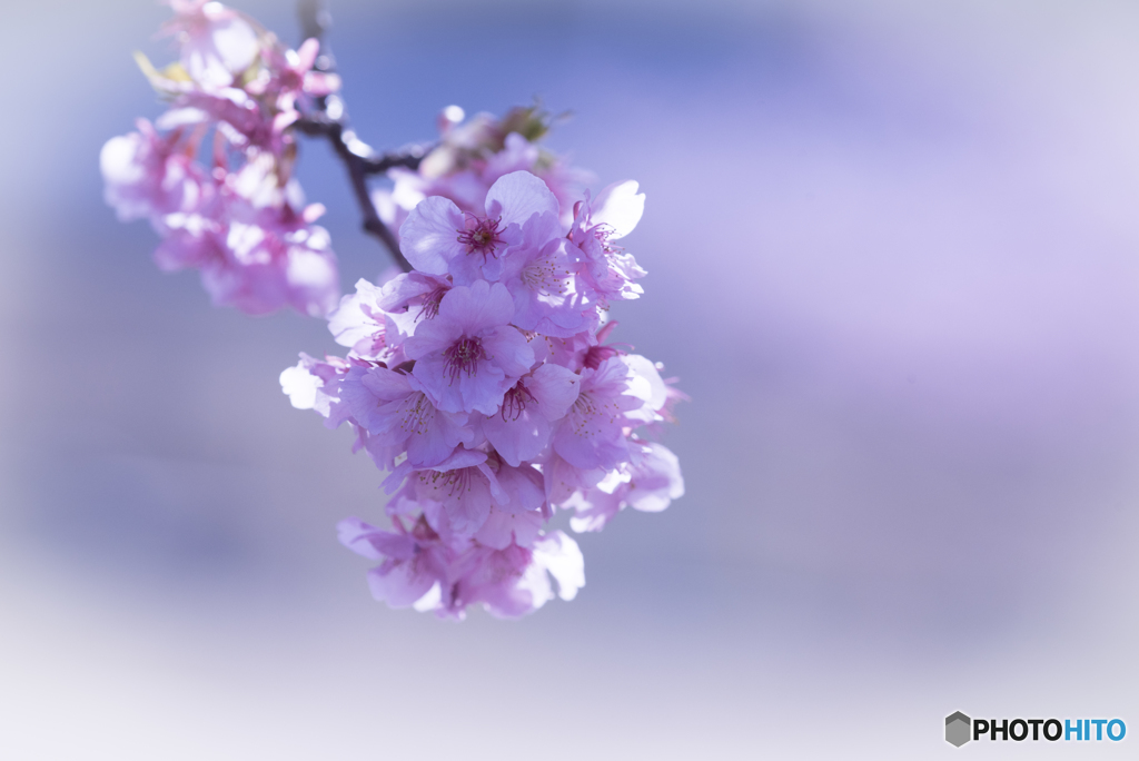 ピンクの桜