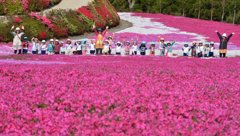 芝桜お花見♪