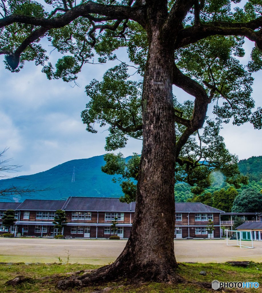 学び舎の大木