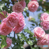 人生薔薇色