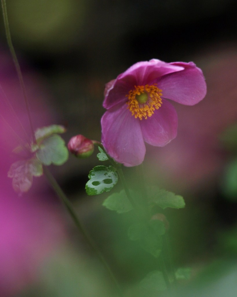 秋明菊