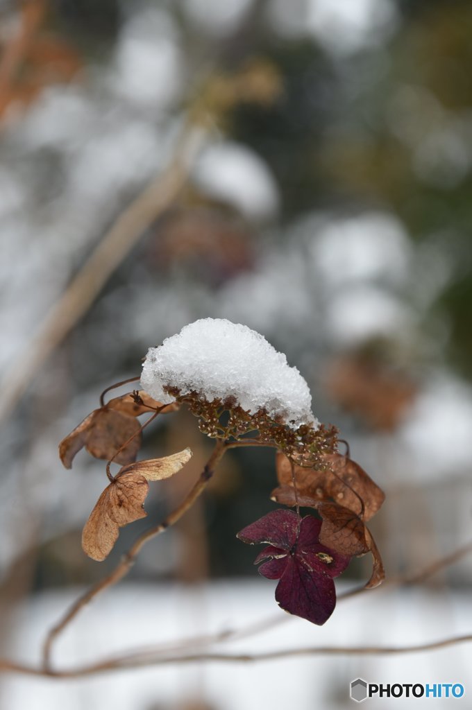 雪解けて