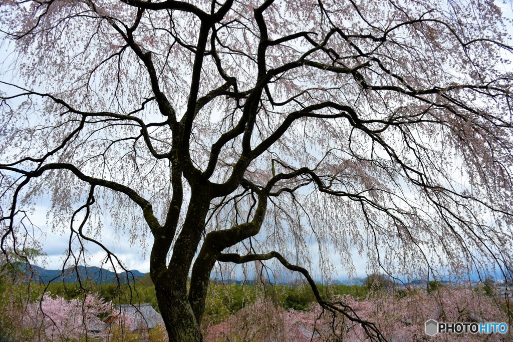 天龍寺　大枝垂れ桜