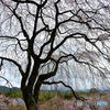 天龍寺　大枝垂れ桜