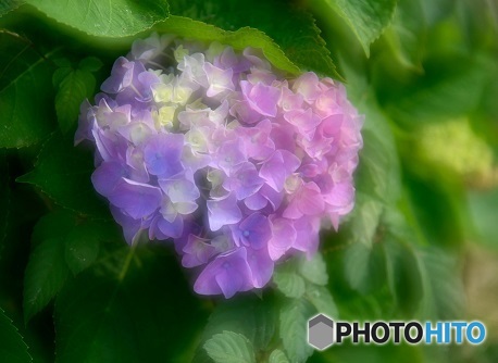 ハートの紫陽花