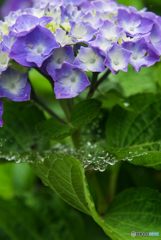 雨あがり