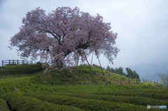 嬉野百年桜