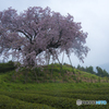 嬉野百年桜