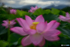早朝の花園