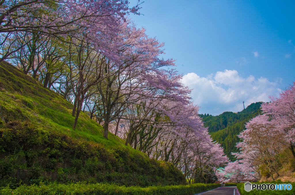 桜並木