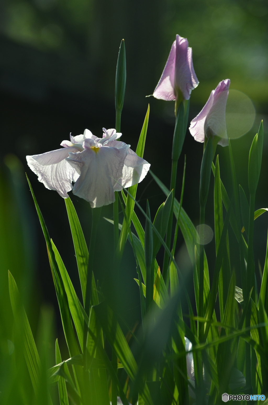 白い花菖蒲