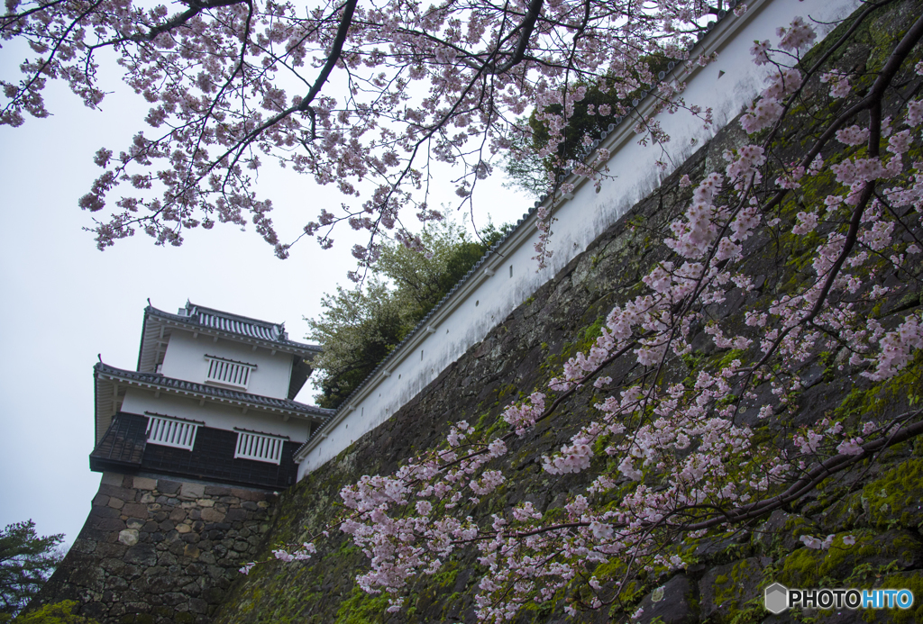 大村公園-白壁に咲く