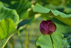Bud of the oriental lotus