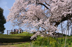 百年桜お花見